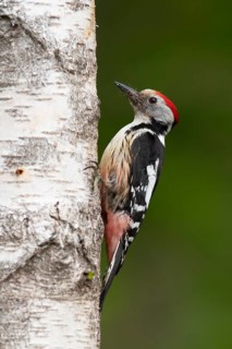 Middle spotted woodpecker (Dendrocopos medius)