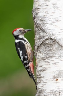 Middle spotted woodpecker (Dendrocopos medius)
