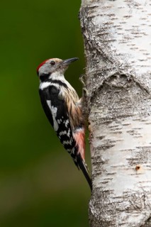 Middle spotted woodpecker (Dendrocopos medius)