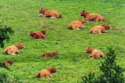 Cows
