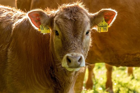 Domestic Cattle (Bos taurus) of the hornless breed Deutsch Angus