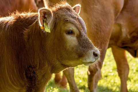 Domestic Cattle (Bos taurus) of the hornless breed Deutsch Angus