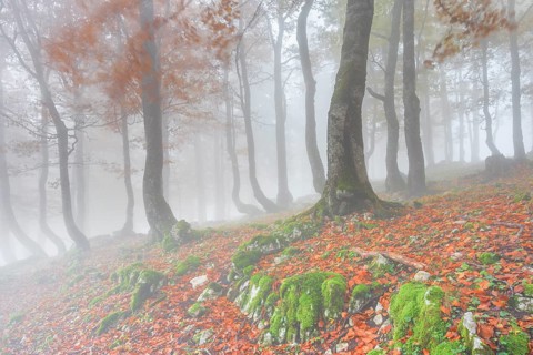 Autumn beech forest in fog