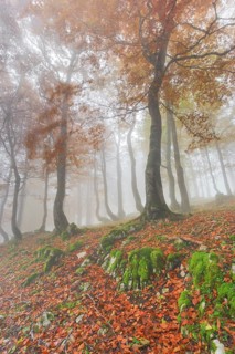 Autumn beech forest in fog