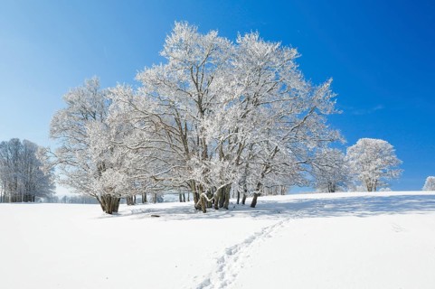 Snowshoe tracks in deep snowy landscape with beech trees under blue sky in Neuchatel Jura