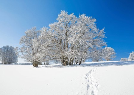 Snowshoe tracks in deep snowy landscape with beech trees under blue sky in Neuchatel Jura