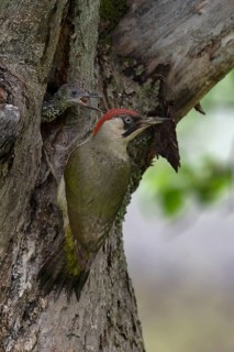 Middle spotted woodpecker (Dendrocopos medius)