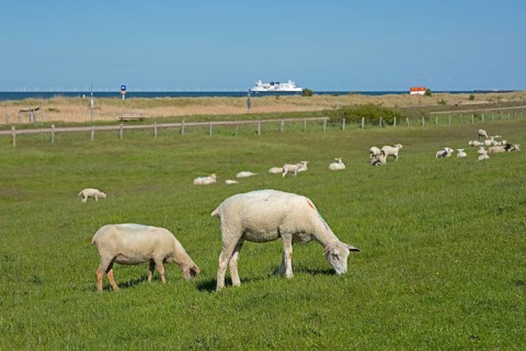Sheep on the dike
