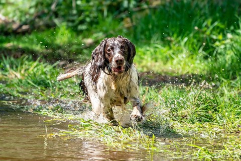 English Springer Spaniel