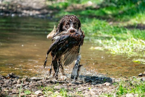 English Springer Spaniel