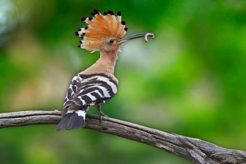 Hoopoe (Upupa epops)