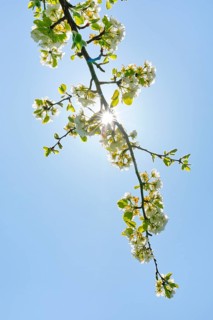 Close up of pear tree blossoms in spring
