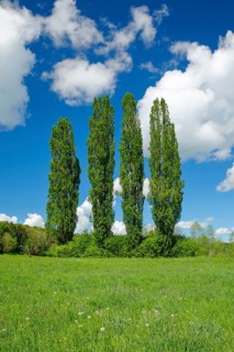 Four large poplars in green meadow under cloudy sky in sunshine