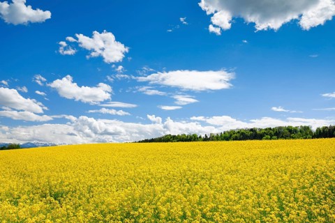 Rape field in bloom under blue sky