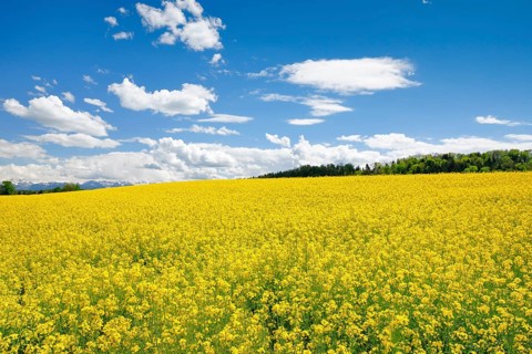 Rape field in bloom under blue sky