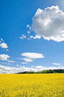 Rape field in bloom under blue sky