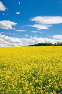 Rape field in bloom under blue sky