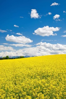 Rape field in bloom under blue sky