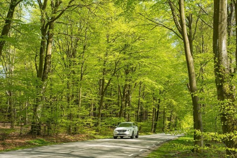 Car drives through Deciduous forest in springtime