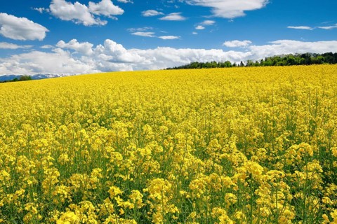 Rape field in bloom under blue sky