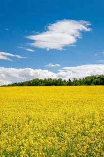 Rape field in bloom under blue sky