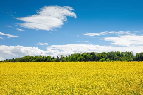 Rape field in bloom under blue sky