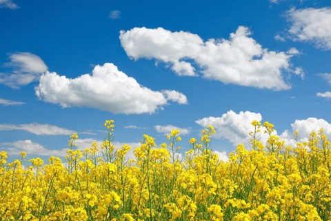 Rape field in bloom under blue sky