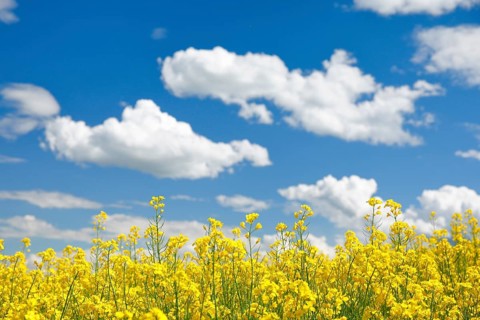 Rape field in bloom under blue sky