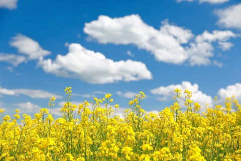 Rape field in bloom under blue sky