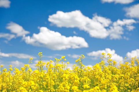 Rape field in bloom under blue sky