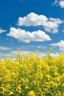 Rape field in bloom under blue sky