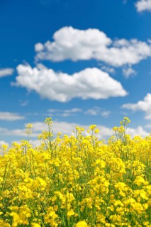 Rape field in bloom under blue sky