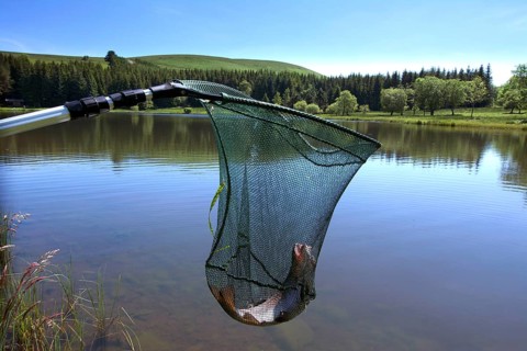 Trout fish in a fishing net in a lake on Cezallier plateau