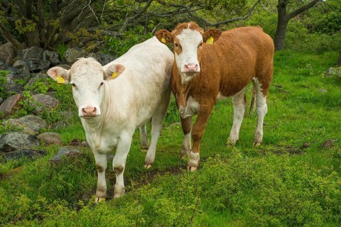 Beef cattles standing to gather on pastureland at Hovs Hallar