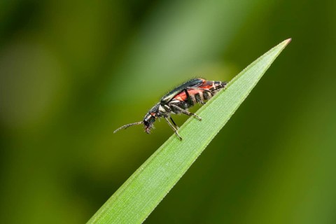 Spider beetle
