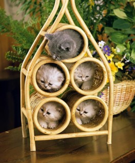 Exotic Shorthair domestic cat