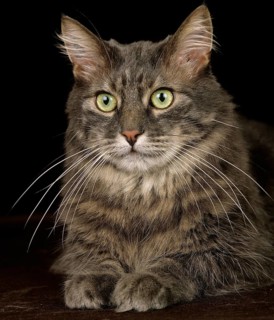 Skogkatt domestic cat