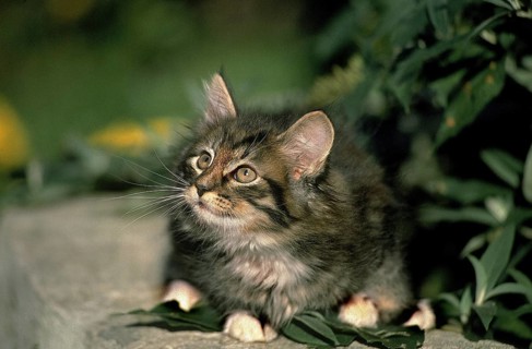 SKOGKATT CAT