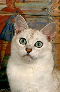 BURMILLA CAT