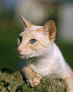 Cream Point Siamese House Cat Laying