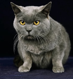Chartreux house cat against black background