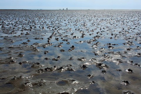 Wadden Sea in the North Sea
