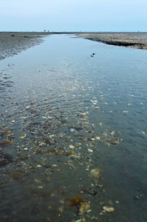 Wadden Sea in the North Sea