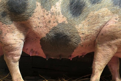 Bunte Bentheimer pig