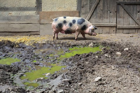 Bunte Bentheimer pig