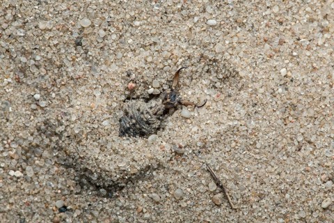 Ant lion in sand