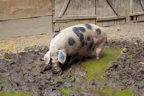 Bunte Bentheimer pig