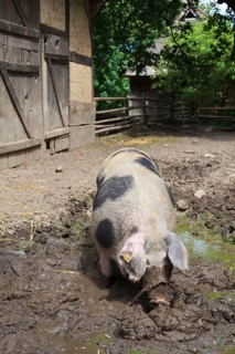 Bunte Bentheimer pig