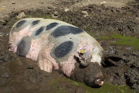 Bunte Bentheimer pig