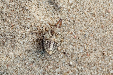 Ant lion in sand